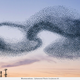 Illustration for article titled Photographer transforms plastic bags into beautiful bird flocks
